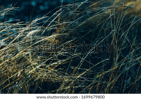 Spikelets of grass on a frosty winter day. Desktop Wallpapers. Photos for the calendar. Space for text