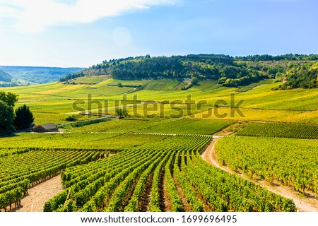View of vineyards, in Burgundy, France Royalty-Free Stock Photo #1699696495