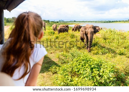Back view of adorable little girl on safari in Sri Lanka observing elephants from open vehicle Royalty-Free Stock Photo #1699698934