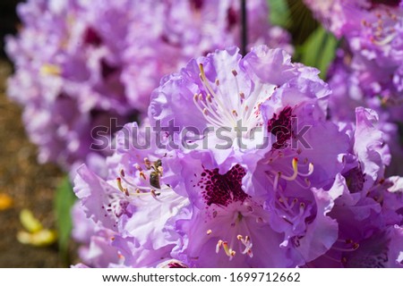 Full bloom hybrid Pontic Rhododendron (Rhododendron ponticum) in springtime which is evergreen shrub has pretty cluster of large flower use as landscaped ornamental plan.