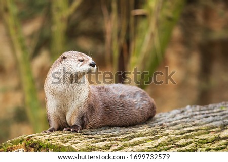 Eurasian otter (Lutra lutra) portrait