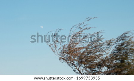 The moon in a windy evening along the beach.