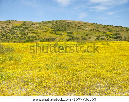 The Carrizo Plain valley in California is covered in a sea of yellow daisies during a rare super bloom event in 2010.