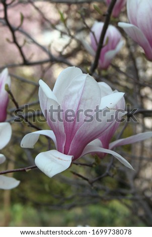Magnolia buds spring tree, magnolia flowers in full bloom, amazing beauty flora
