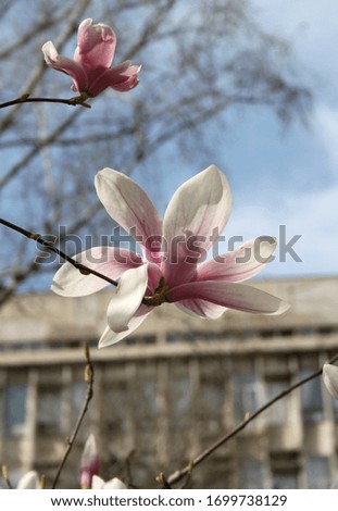 Magnolia buds spring tree, magnolia flowers in full bloom, amazing beauty flora
