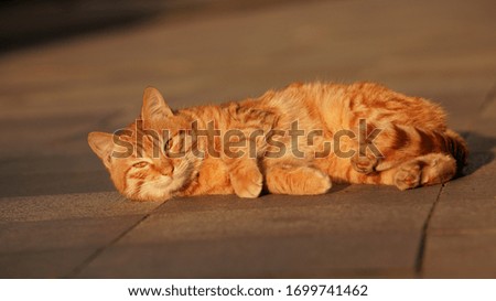 The cute cat playing in the garden with the warm sunlight in the day