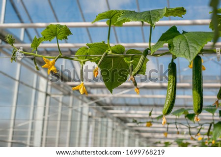 Young cucumber plant with leaves and flowers and buds are growing in greenhouse.
