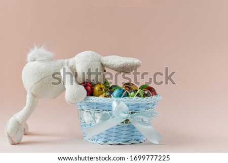 Rabbit peeks into the basket with Easter eggs. Funny bunny looking for Easter eggs in the basket. On a beige background a blue basket with Easter eggs in which the rabbit looks