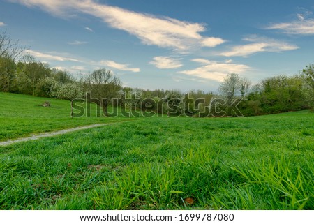 Meadow with fruit trees in spring