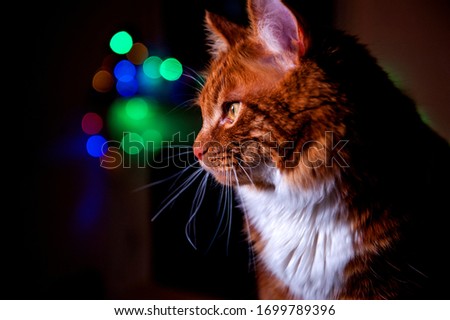 A photo of Kurilian bobtail cat