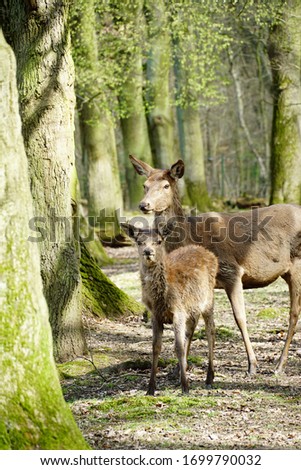 A vertical picture of two red deers surrounded by trees in a forest under the sunlight