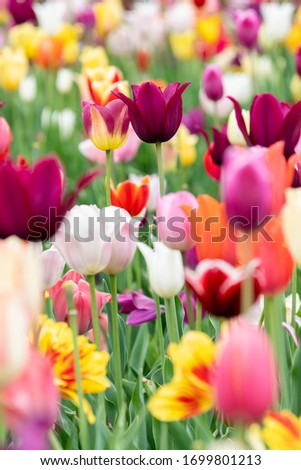 Tulip garden at Dow Gardens in Midland, MI. Royalty-Free Stock Photo #1699801213