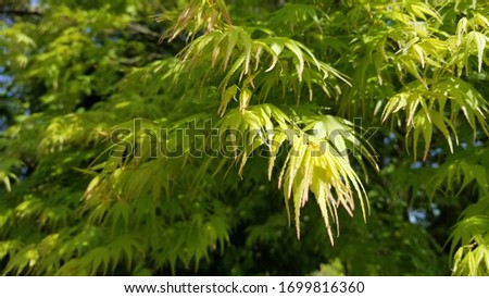 new green maple leaves growing in spring