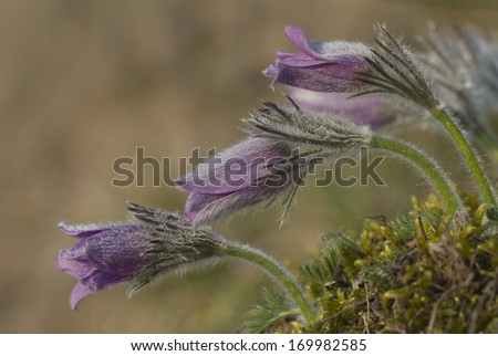 Gewoehnliche Kuechenschelle, Pulsatilla vulgaris, Common pasque flower Royalty-Free Stock Photo #169982585