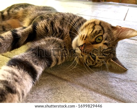 Portrait of a street cat. A brown cat lies on the floor. A beautiful look at the camera of a brown cat. Close-up, horizontal, cropped shot. The concept of domestic animals.