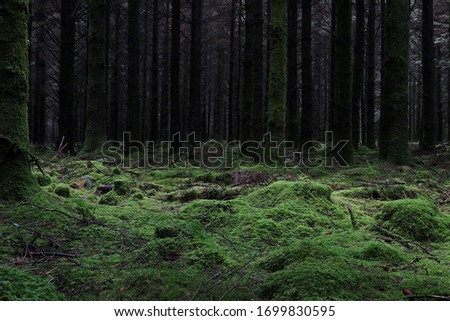 A shadowy image of a coniferous forest. Natural light levels. In the foreground the forest floor is carpeted in moss and in the background dark tree trunks. Forest floor lit with diffused light. Royalty-Free Stock Photo #1699830595