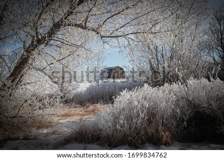 A horizontal photo of hoar frost with a barn in the background.