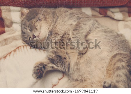 The cat is sleeping on its back. The breed is Scottish fold. Funny background, cheers up and makes you smile, toned