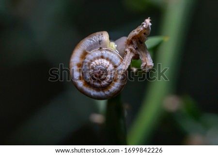 close-up photograph of a snail (Gastropoda),macro, with water drops