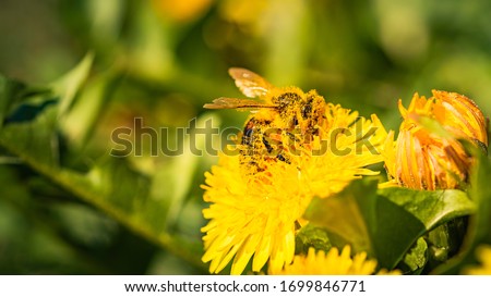 Honey bee covered in pollen collecting nectar from dandelion flower in the spring time. Useful photo for design or web banner.