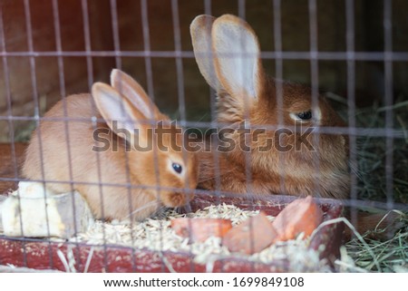 Little rabbit in a cage. A family of fluffy rabbits. Stock photo