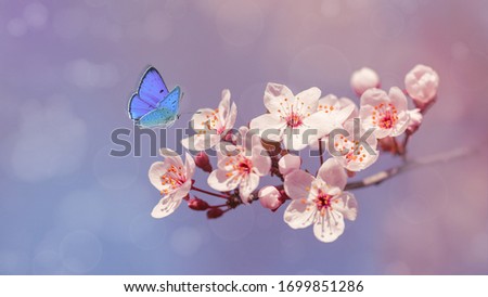 Beautiful blue butterfly in flight and branch of flowering wild plum tree in spring at sunrise on blue and purple background macro. Elegant artistic image nature. Banner or wallpaper with copy space.