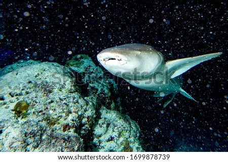 Nurse Shark close up on black background while diving in Maldives