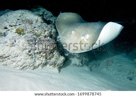 parsnip stingray fish while diving maldive