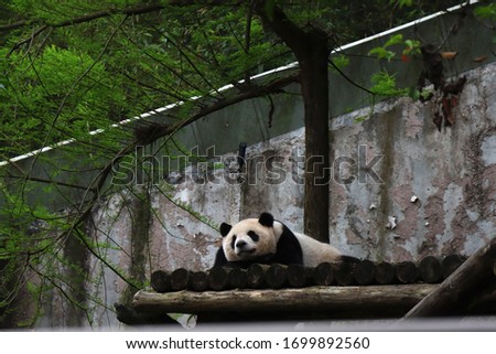 A panda lying lazily on a wooden board
