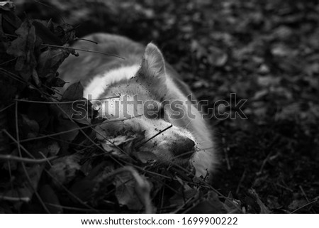 Dark picture of a dirty dog Welsh Corgi Pembroke lying between branches and leaves