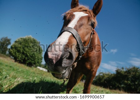 horse on a field with  flowers
