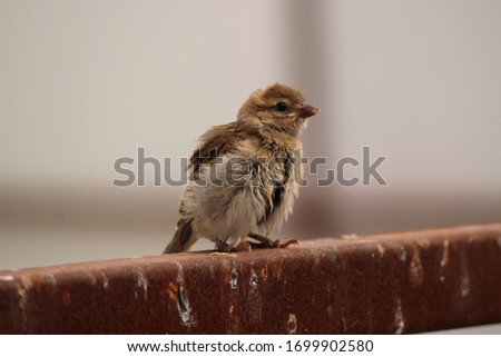 A small bird is sitting on a bar. This picture was taken in the evening just before sunset.