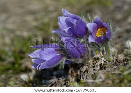 Pasque Flower, Gemeine Kuechenschelle, Pulsatilla vulgaris, South Germany Royalty-Free Stock Photo #169990535