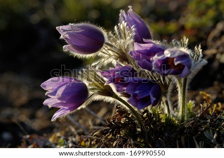 Pasque Flower, Gemeine Kuechenschelle, Pulsatilla vulgaris, South Germany Royalty-Free Stock Photo #169990550