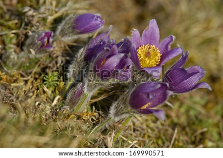 Pasque Flower, Gemeine Kuechenschelle, Pulsatilla vulgaris, South Germany Royalty-Free Stock Photo #169990571