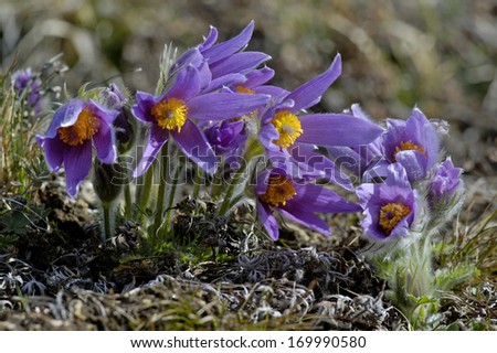 Pasque Flower, Gemeine Kuechenschelle, Pulsatilla vulgaris, South Germany Royalty-Free Stock Photo #169990580