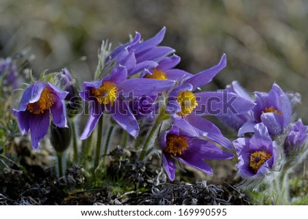 Pasque Flower, Gemeine Kuechenschelle, Pulsatilla vulgaris, South Germany Royalty-Free Stock Photo #169990595