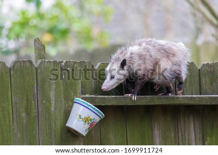 Mama Possum Walking on Back Yard Fence