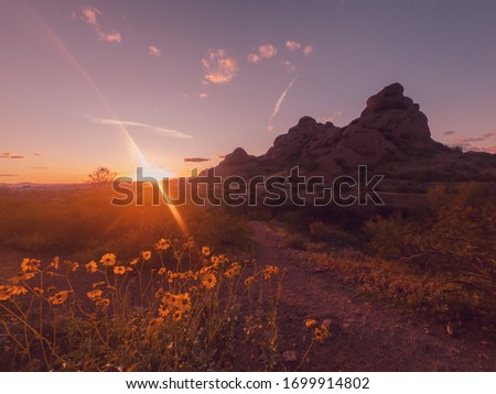 Beautiful wild spring flower blooming on the edge of Papago Park as the sun sets over Phoenix,Arizona,USA.