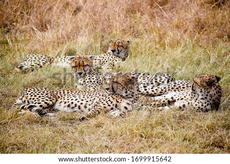 A photo of four cheetahs resting in the plains of Maasai Mara.