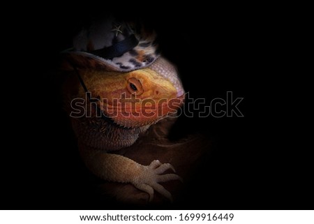Bearded Dragon (Pogona vitticeps) on black background