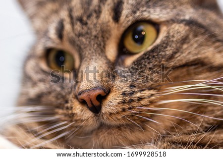 close-up picture of ginger cat nose with selective focus, shallow depth of field and background blur