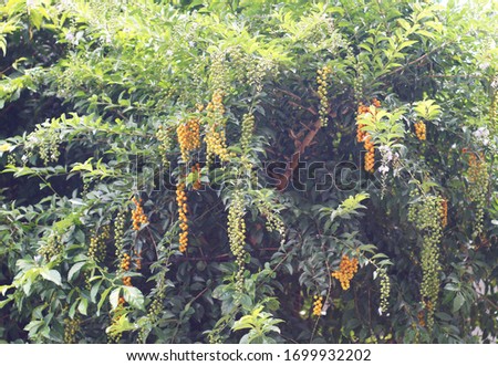 Lawsonia inermis - henna tree, the mignonette tree, and the Egyptian privet with yellow fruit and chery
