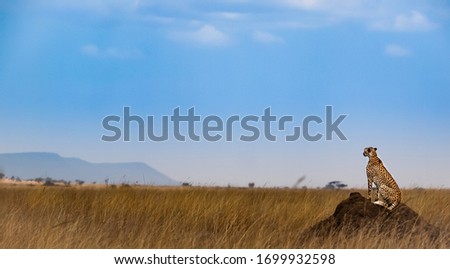 Cheetah looking for some food, Serengeti National Park, Tanzania, Africa