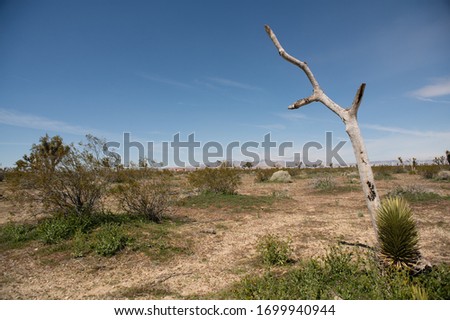 desert landscape from the Mojave desert in California. 