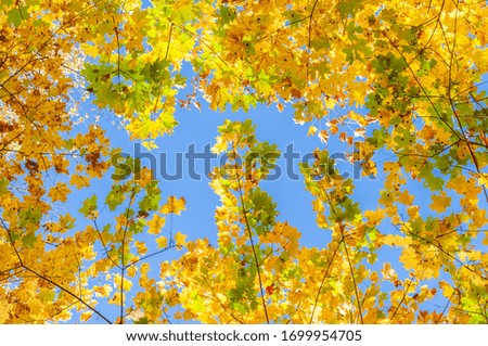 Colorful autumn forest on a bright Sunny day. Tree crowns with yellow and orange maple leaves are photographed from the bottom up against a bright clear blue sky