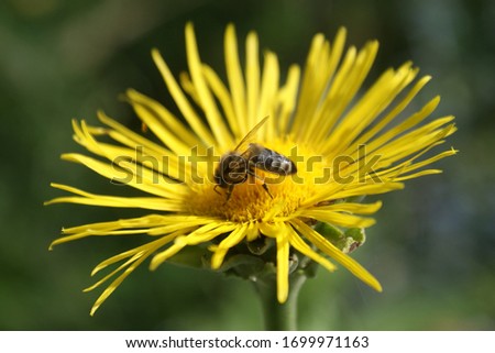 Bee collects pollen on a yellow flower. Save the bees Royalty-Free Stock Photo #1699971163