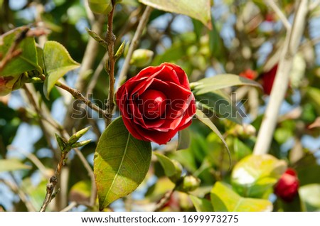red flower of Camellia japonica, growing in green leaves