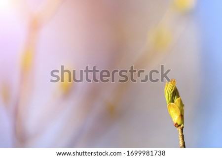 Spring background, green small detail tree leaves on blurred background