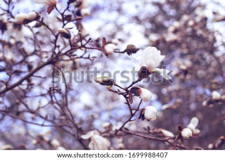 Magnolia branch with blooming white gentle flowers